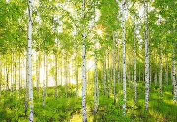 Komar з 4 частин (3,68*2,48) 8NW-519