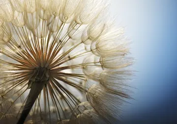 DECOART Флізелін 368 x 254 см 11792 - V8