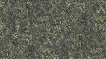 Sintra HERBARIUM 253038
