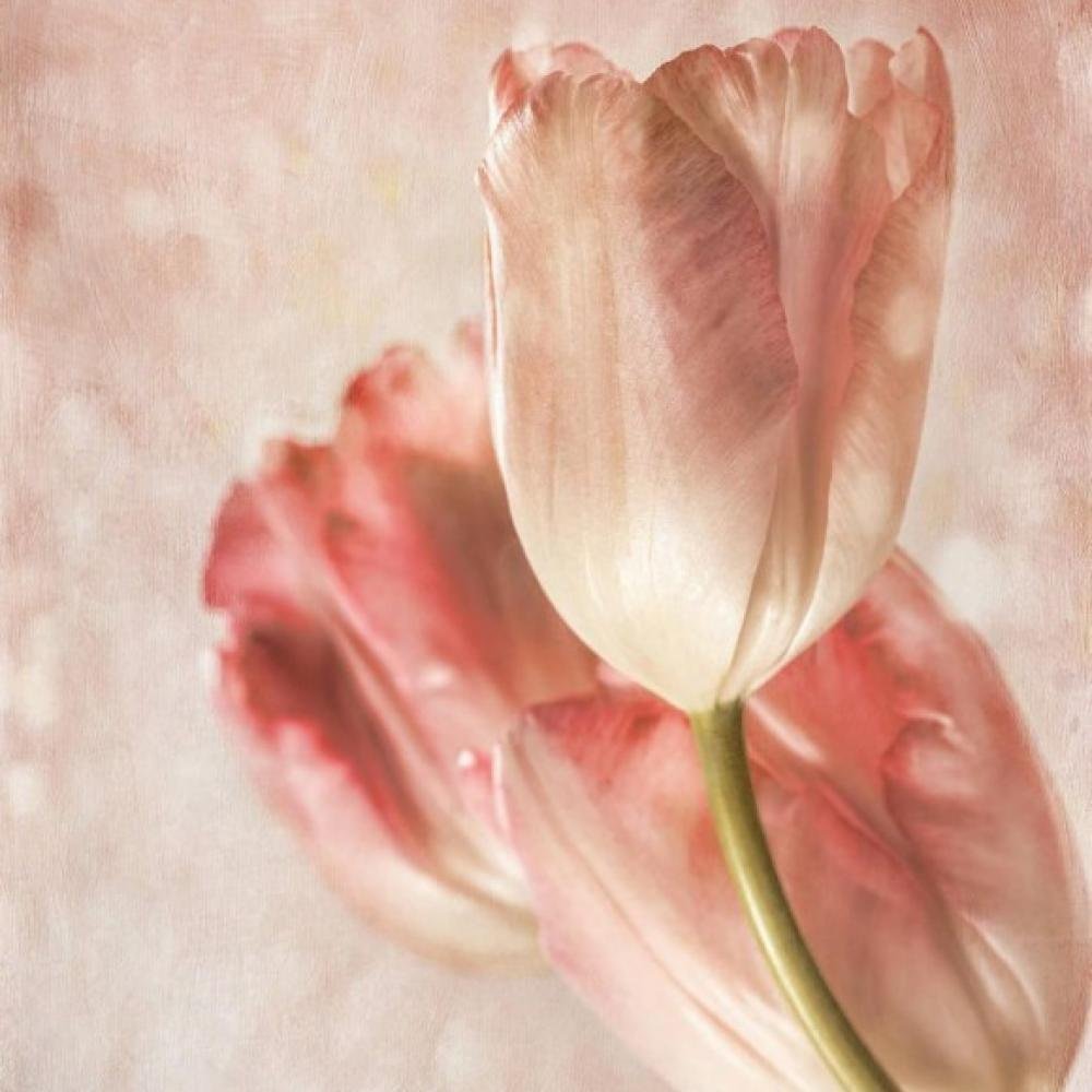 Фотошпалери Decoart Папір 254 x 184 см 10518 - P4